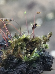 Rhynchostegium confertum