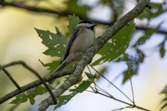 Poecile carolinensis