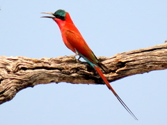 Merops nubicoides