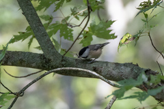 Poecile carolinensis