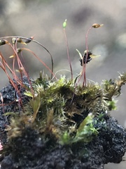 Rhynchostegium confertum