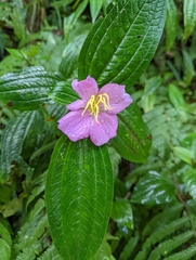 Melastoma malabathricum