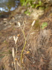 Silene flavescens