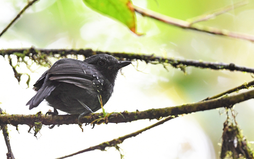 Bicolored Antvireo (Dysithamnus occidentalis), photo 9