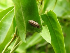 Disonycha bicarinata