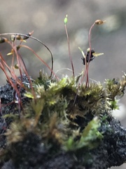 Rhynchostegium confertum