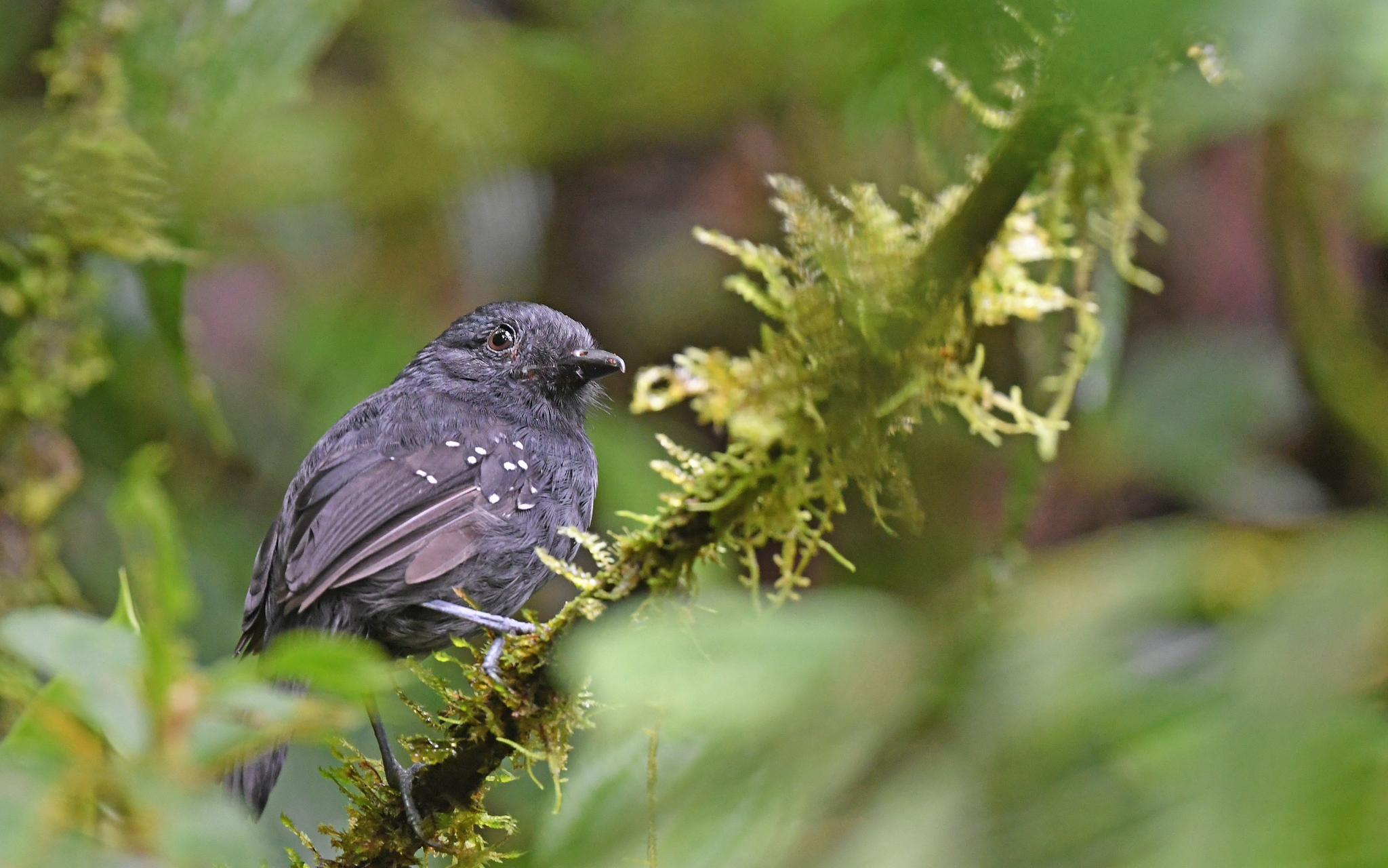 Bicolored Antvireo (Dysithamnus occidentalis), photo 5