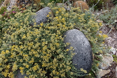Helichrysum revolutum