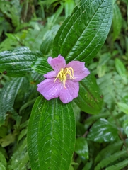 Melastoma malabathricum