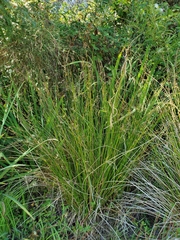 Juncus effusus pacificus