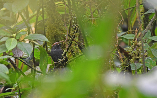 Bicolored Antvireo (Dysithamnus occidentalis), photo 8