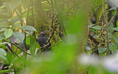 Dysithamnus occidentalis