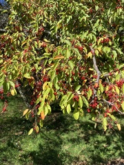 Malus