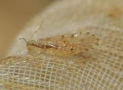 Trichopsocus dalii