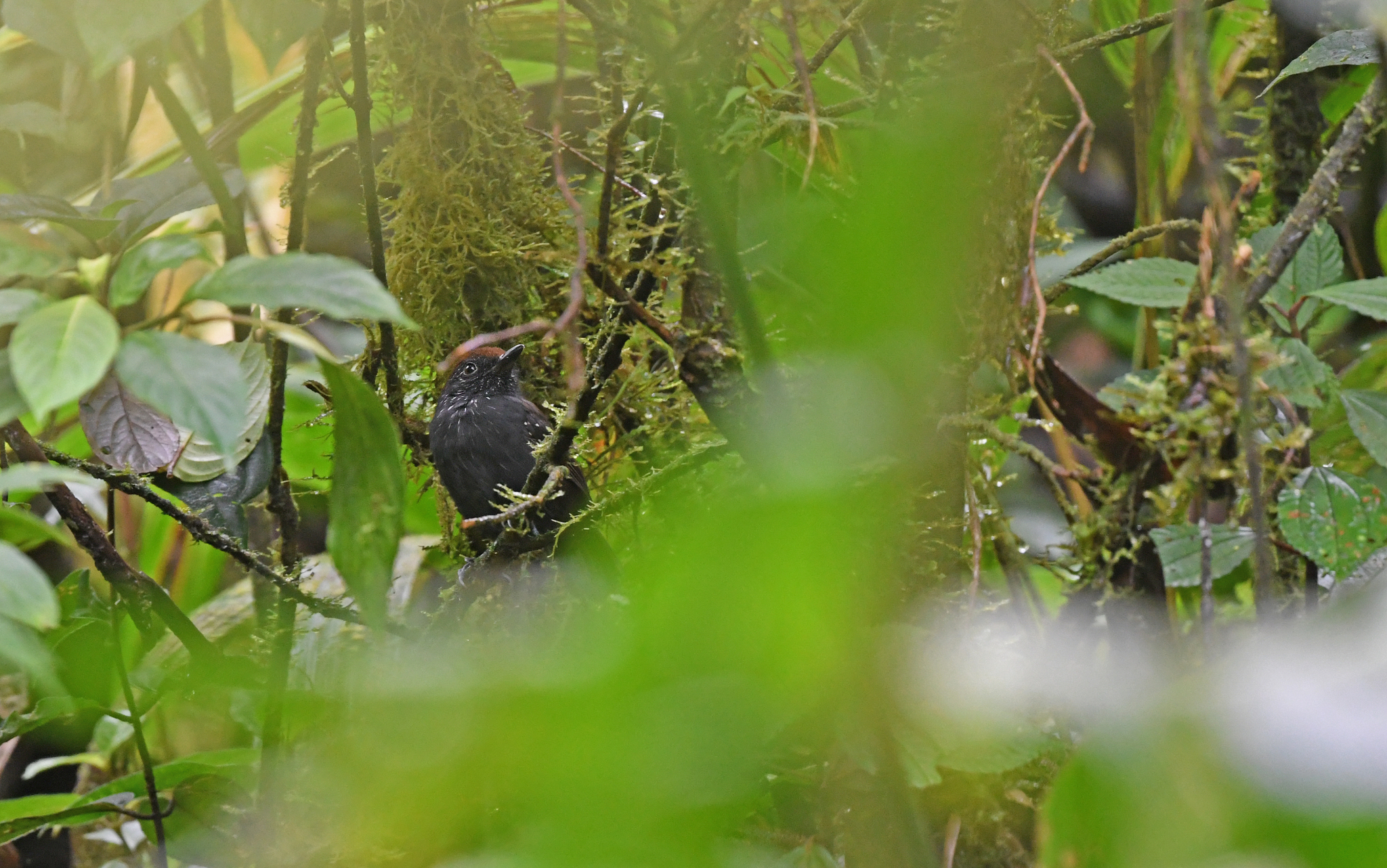 Bicolored Antvireo (Dysithamnus occidentalis), photo 3