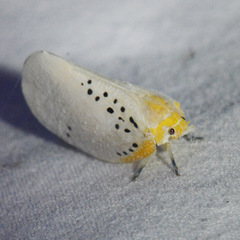 Poekilloptera phalaenoides image