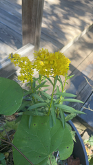 Solidago speciosa