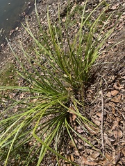 Eleusine indica