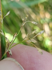 Juncus effusus pacificus