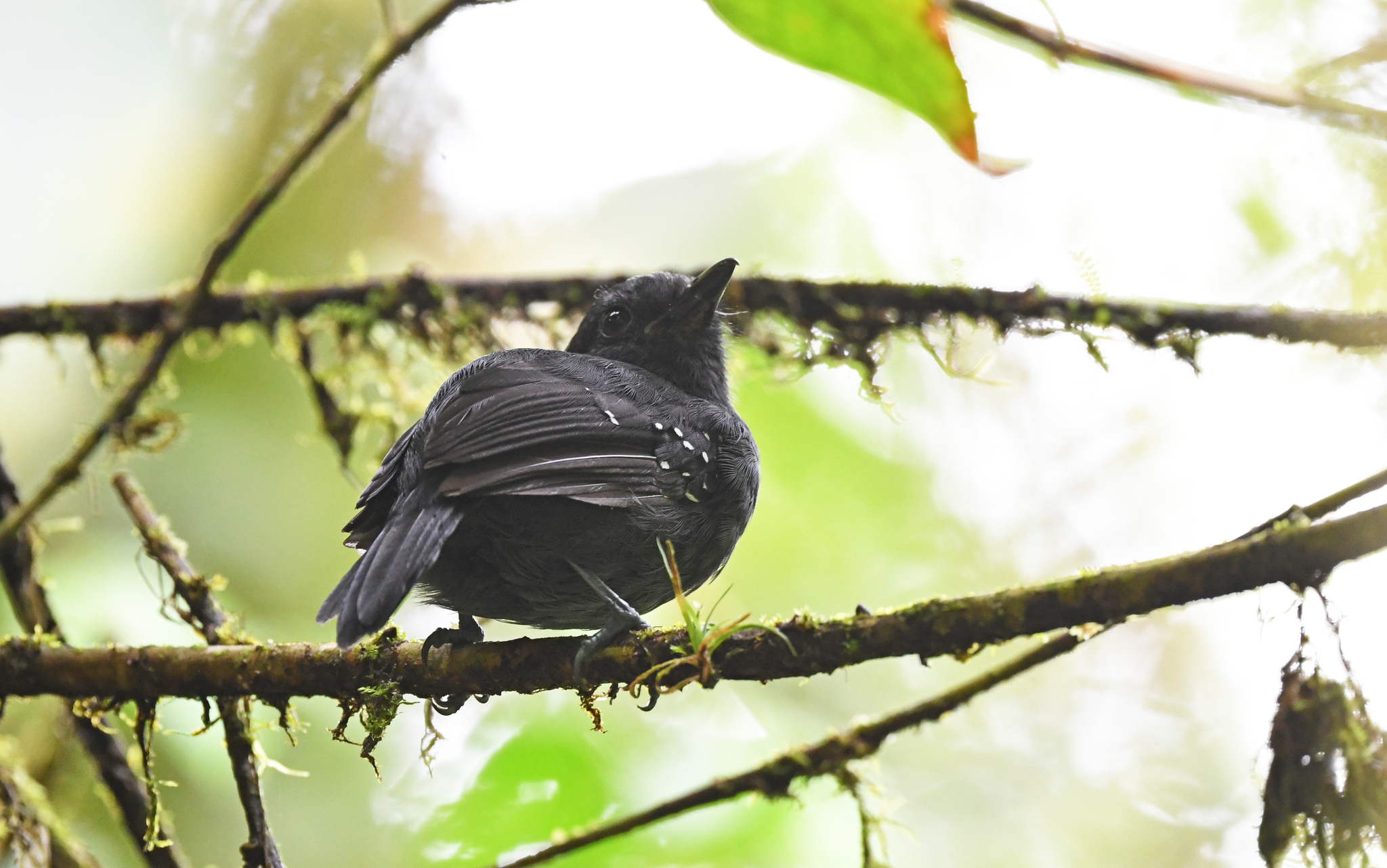Bicolored Antvireo (Dysithamnus occidentalis), photo 6
