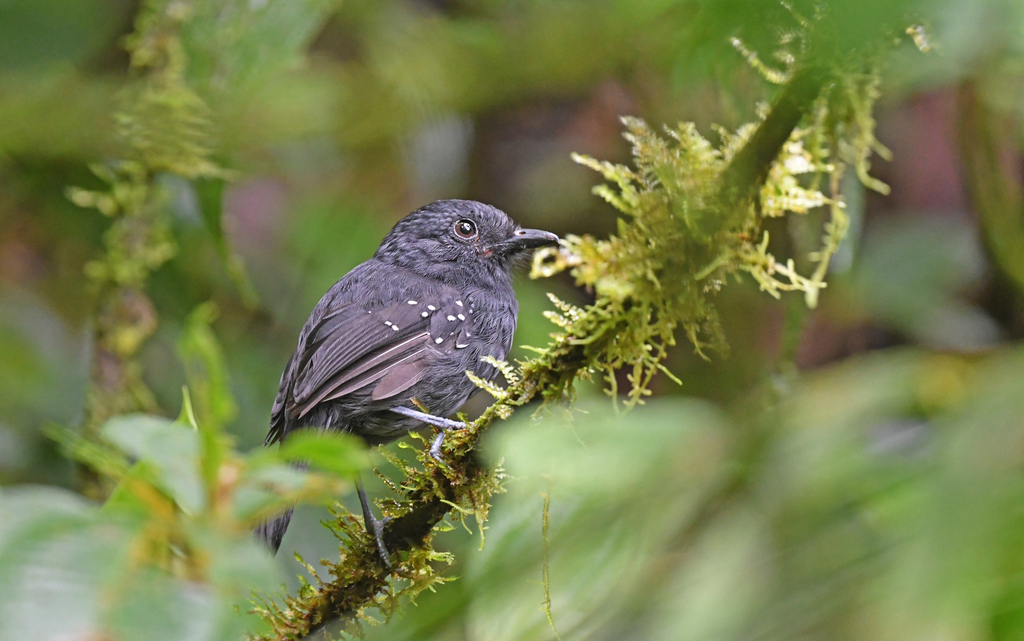 Bicolored Antvireo