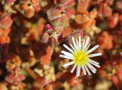 Mesembryanthemum nodiflorum