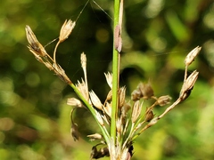 Juncus effusus pacificus