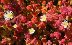 Mesembryanthemum nodiflorum