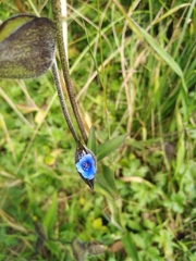 Commelina tuberosa