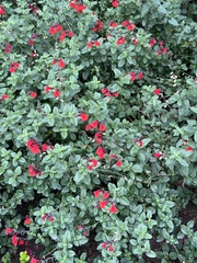 Magnoliopsida