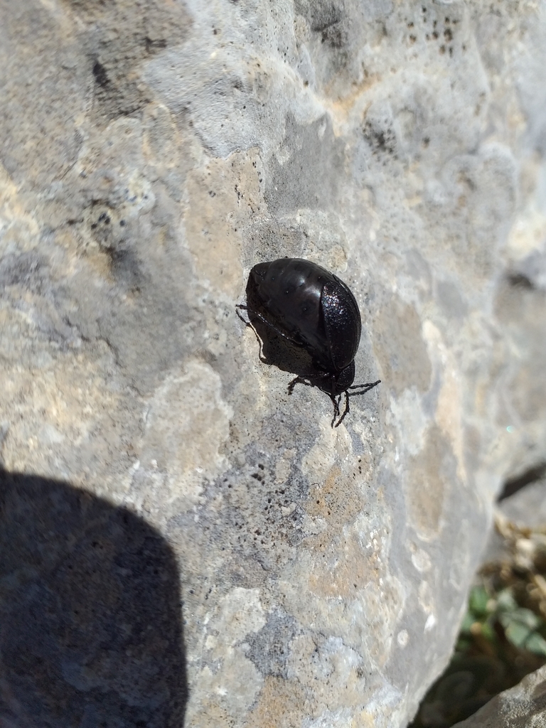 Galeruca sicana