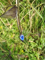 Commelina tuberosa