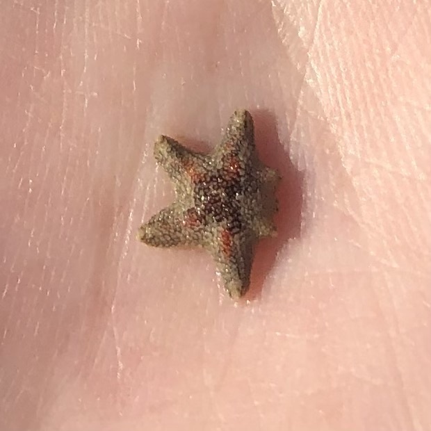 Aquilonastra burtoni