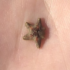 Aquilonastra