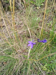 Delphinium consolida