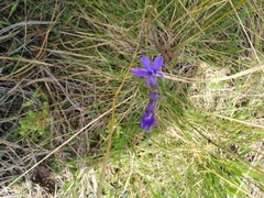 Delphinium consolida