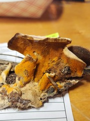 Hypomyces subiculosus