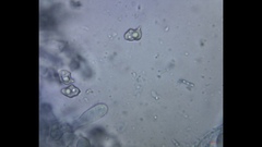 Cyanula
