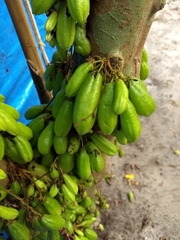 Averrhoa bilimbi