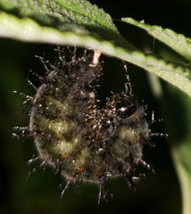 Nymphalidae