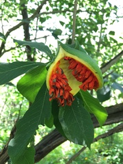 Tabernaemontana glabra