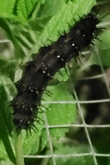Nymphalidae