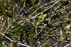 Plantago maritima juncoides