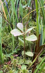 Lysimachia europaea