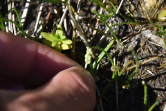 Plantago maritima juncoides