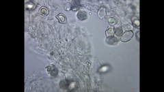 Cyanula