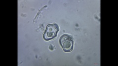 Cyanula
