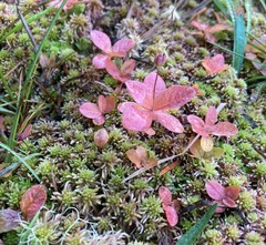 Lysimachia europaea