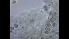 Cyanula