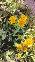 Asteraceae